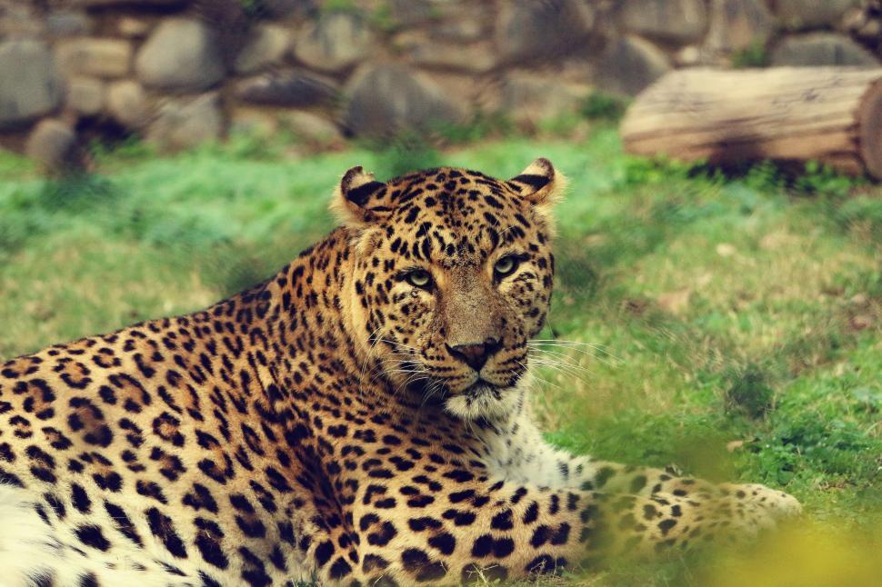 Free Image of Leopard - looking at camera  