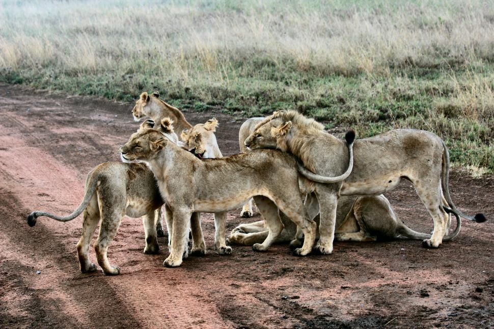 Free Image of Herd of Lion  