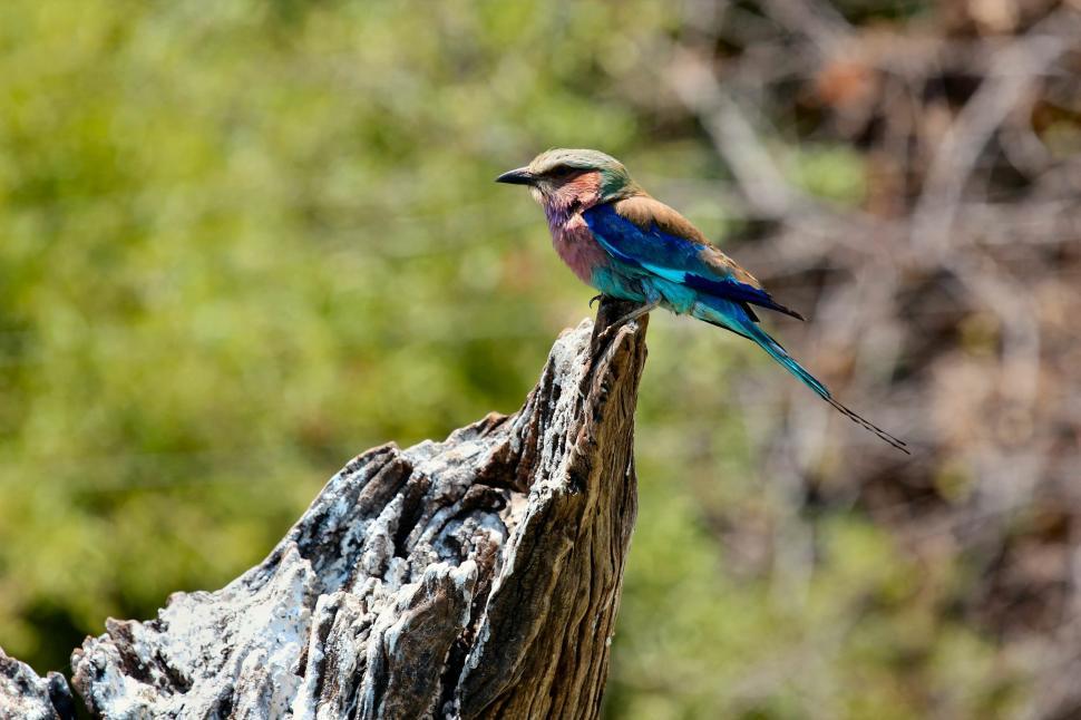 Free Image of Colorful Bird  