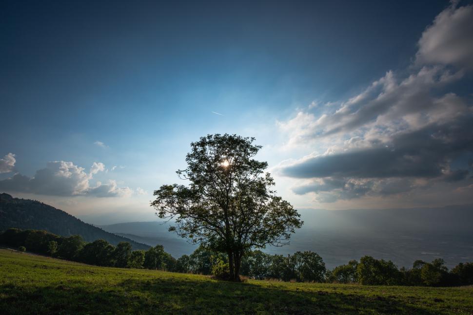 Free Image of Sunrise behind a tree  