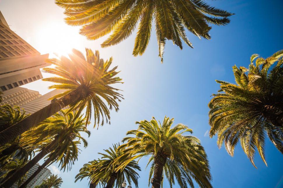 Free Image of Palm Trees and Sunbeam  