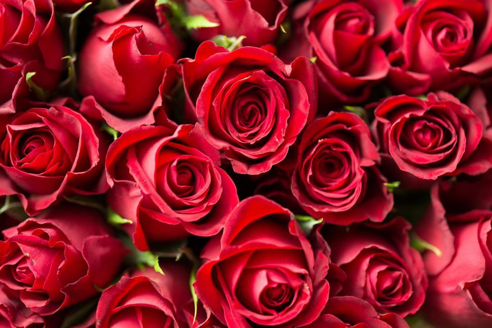 Free Image of Red Roses - Background  