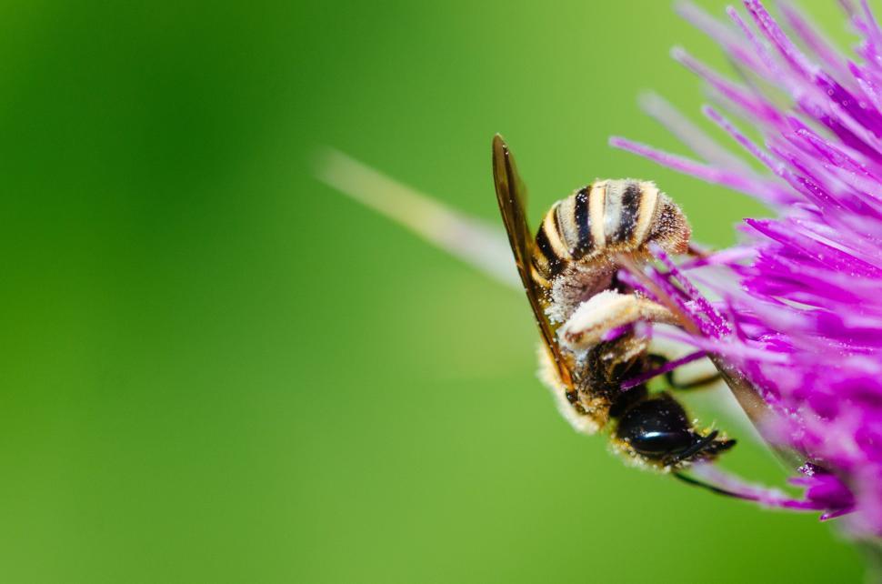 Free Image of Bumblebee (Insect)  
