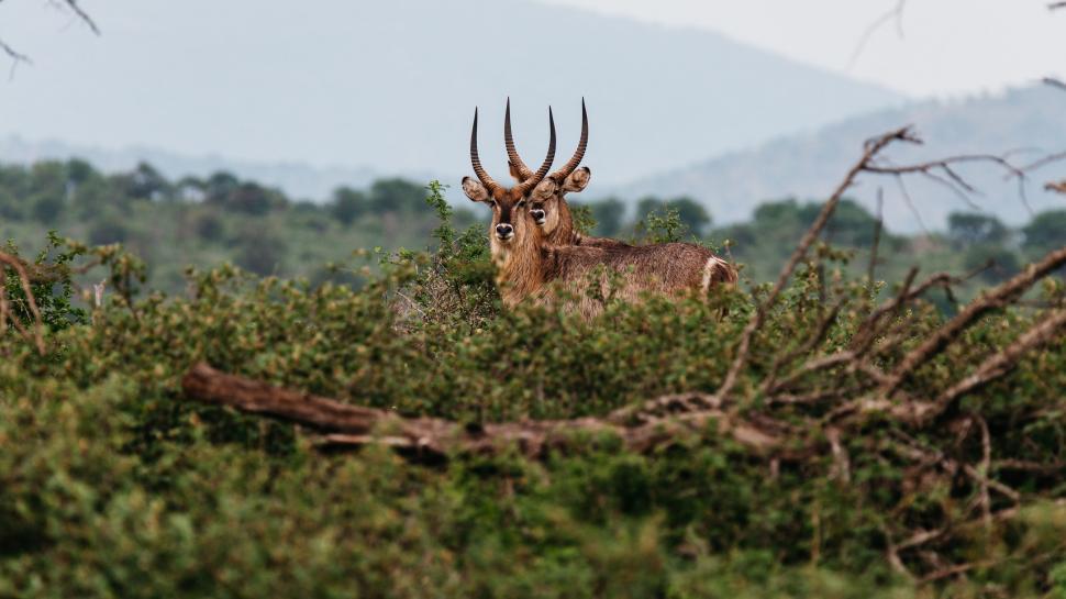 Free Image of Deer with two horns 