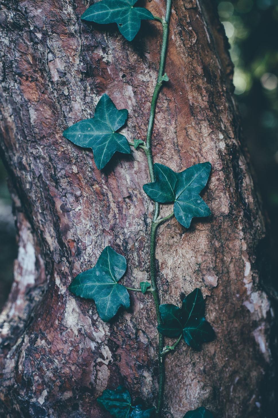 Free Image of Green Leaves of creeper plant on tree trunk  