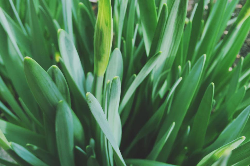 Free Image of Green Grass 