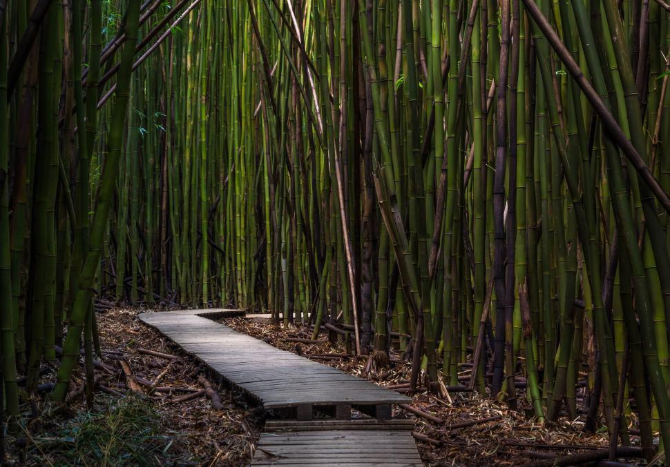 Free Image of Bamboo Trees  