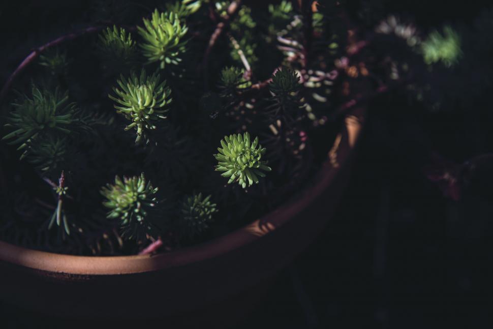 Free Image of Dark View of potted plant  