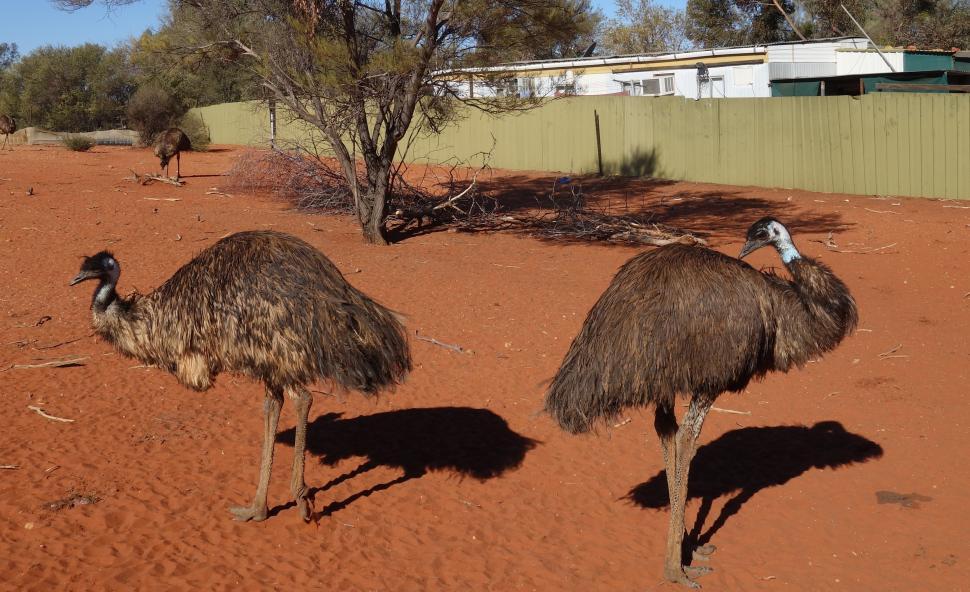 Free Image of Two Emus on Sand  