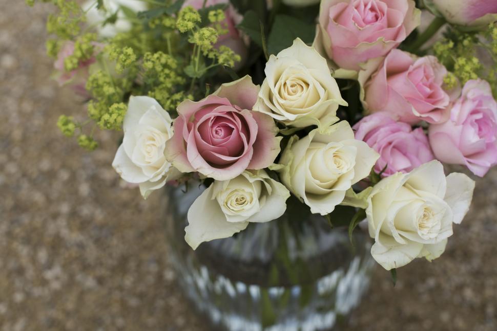Free Image of Pink and Cream Rose Flowers  