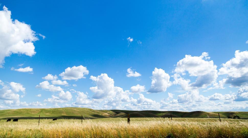 Free Image of Wheat Field and Blue Sky  