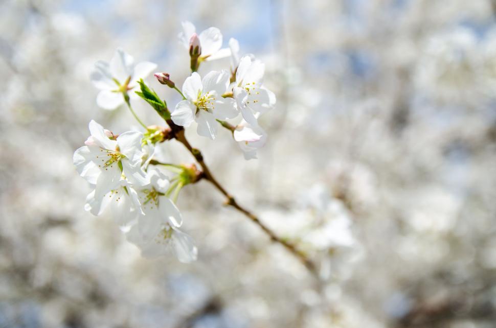 Free Image of White Flowers Branch  