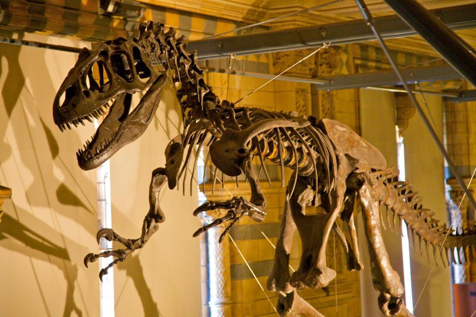 Free Image of Dinosaur Skeleton Hanging From Museum Ceiling 