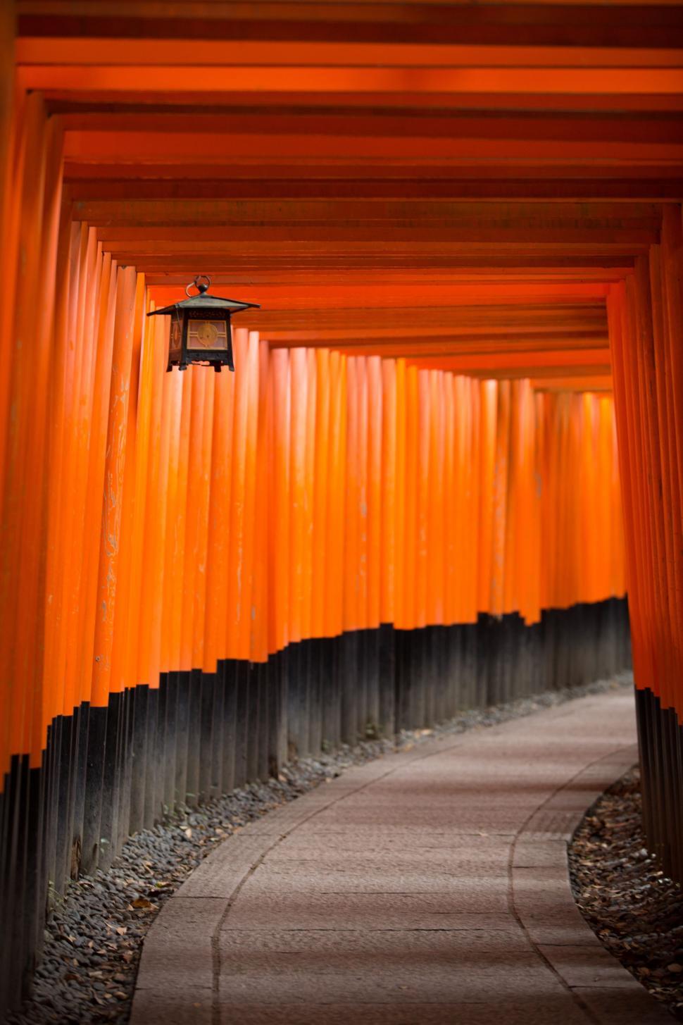 Free Image of Torii gates in Fushimi Inari Shrine 
