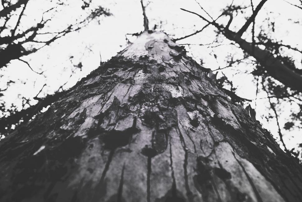 Free Image of Tree Bark - B&W 