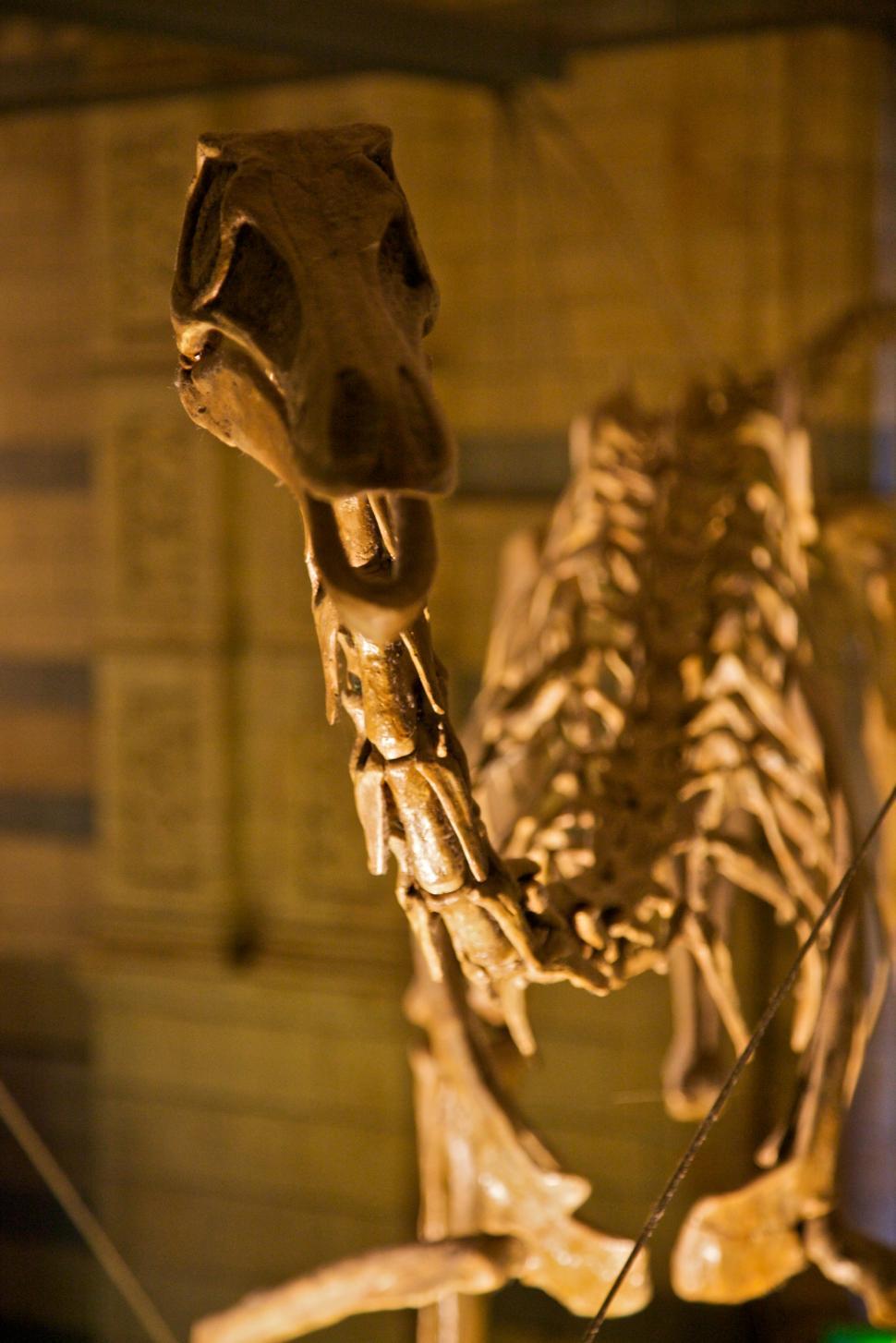 Free Image of Dinosaur Skeleton Displayed in Museum 