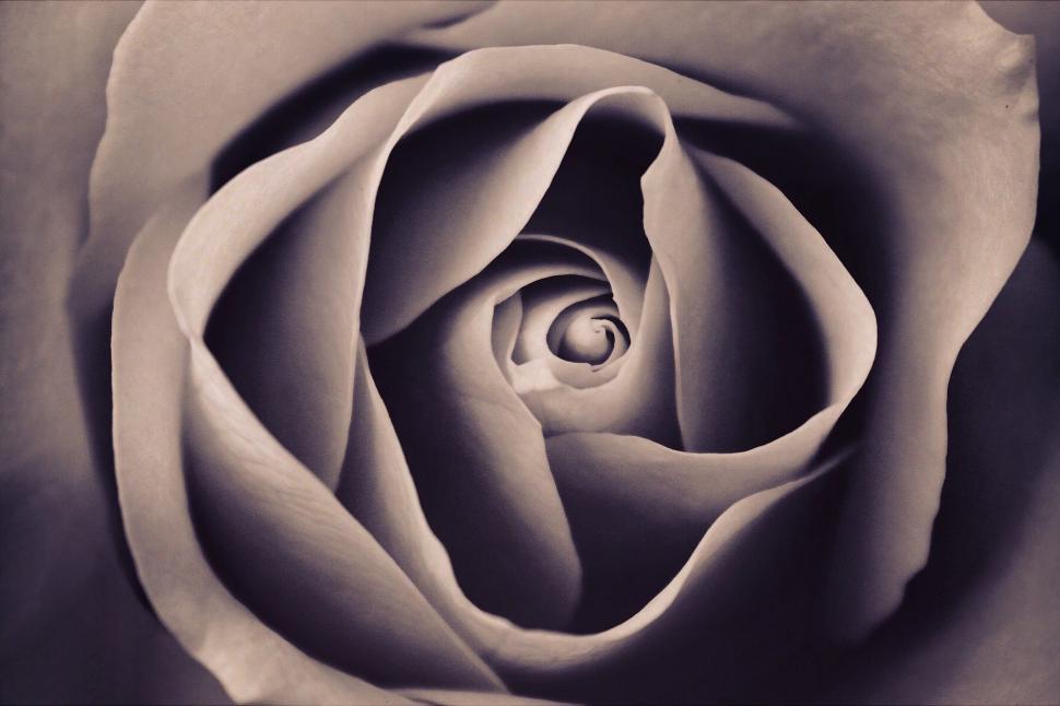 Free Image of Rose Flower  