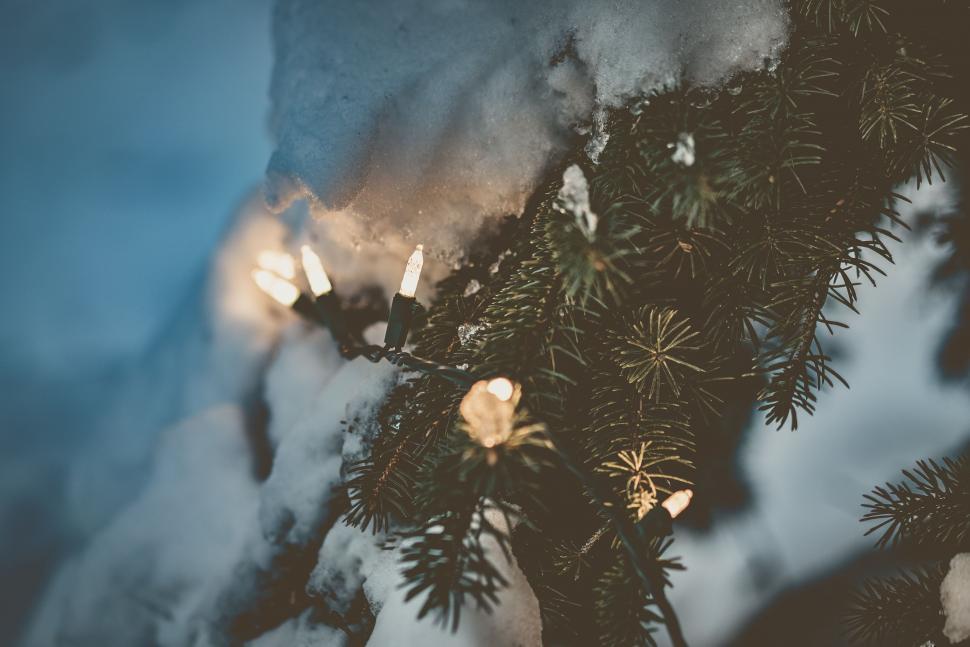 Free Image of Christmas lights on tree 