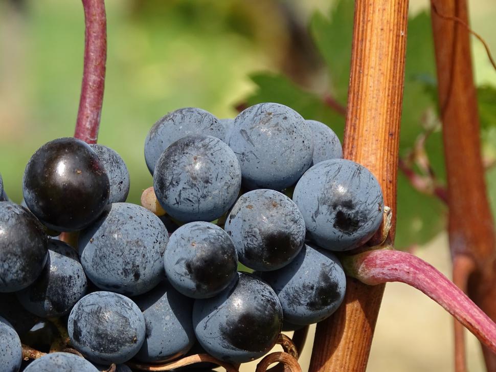 Free Image of Bunch of Black Grapes  