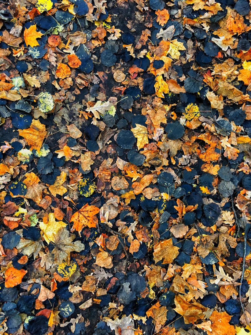 Free Image of Autumn Leaves - Background  