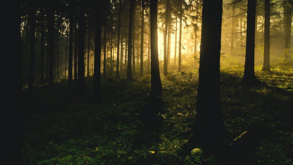 Free Image of Forest Trees and Yellow Sunlight  