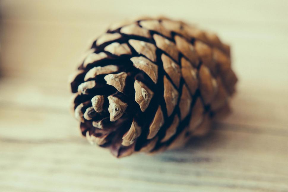 Free Image of Pine Cone  