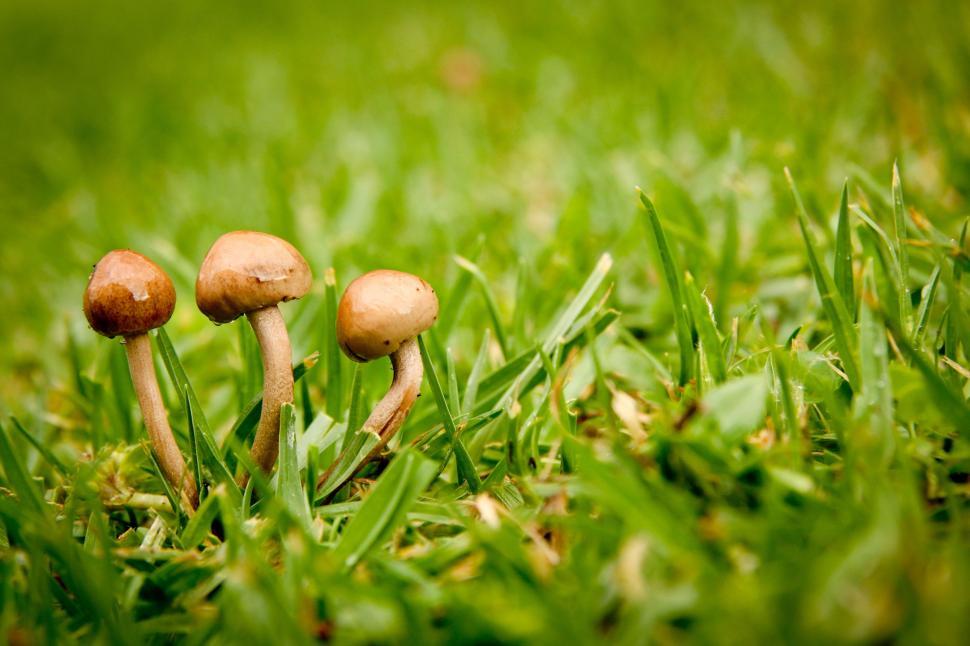 Free Image of Mushroom and Green Grass  