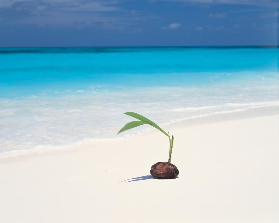Free Image of Sprouting coconut at beach  