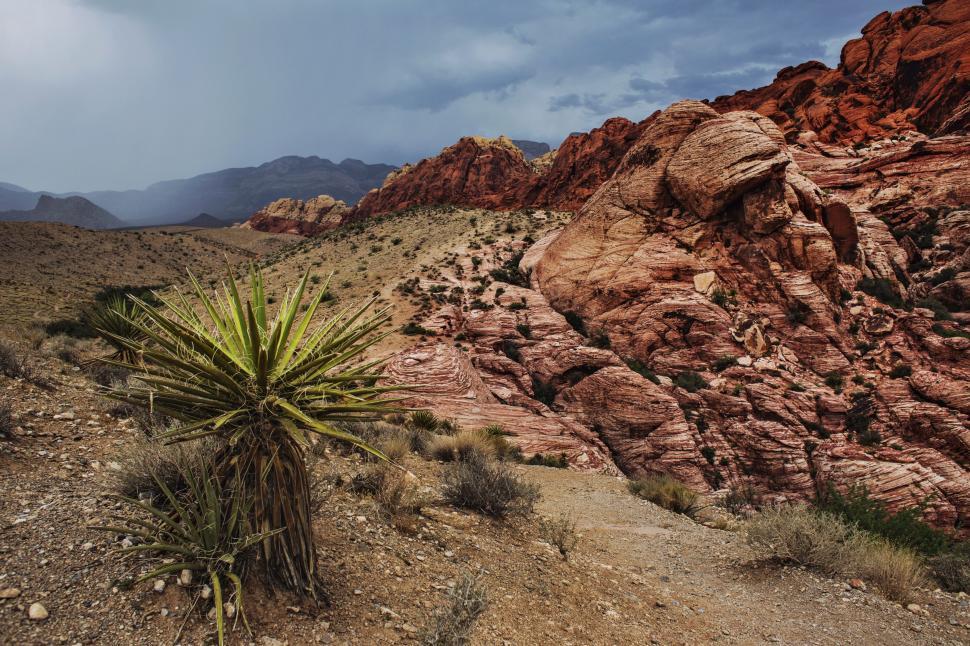 Free Image of Yucca Plant at the Red Rock Canyon  