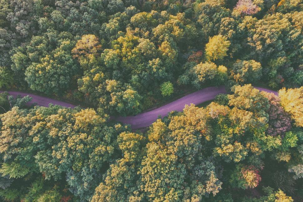 Free Image of Top view of road and trees  