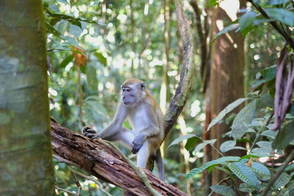 Free Image of Monkey on tree  