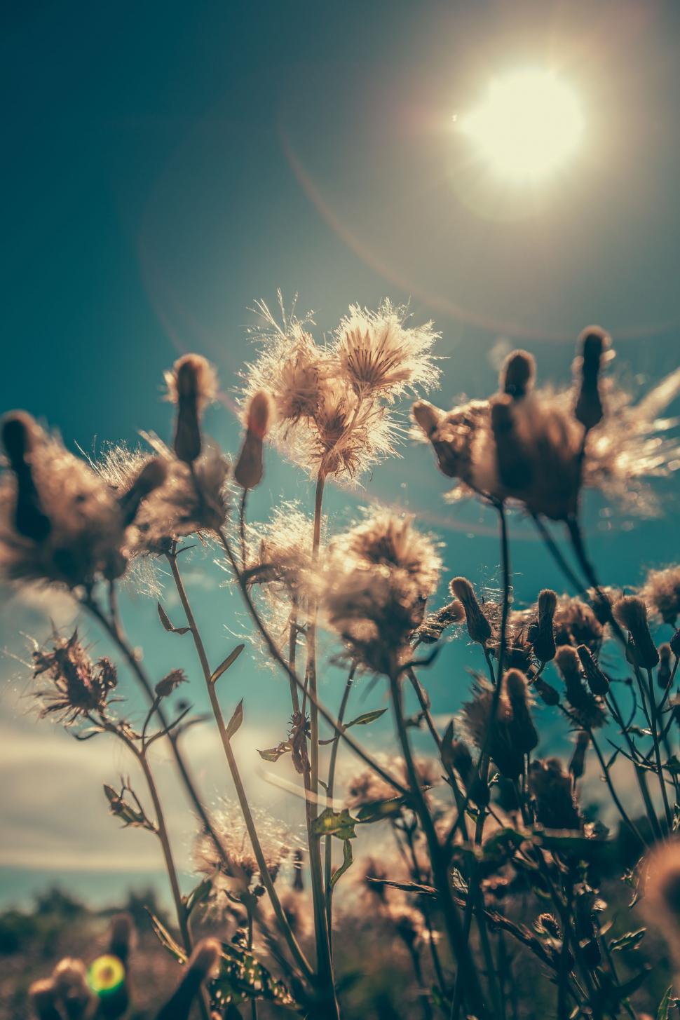 Free Image of Dandelions and Sun Glare  
