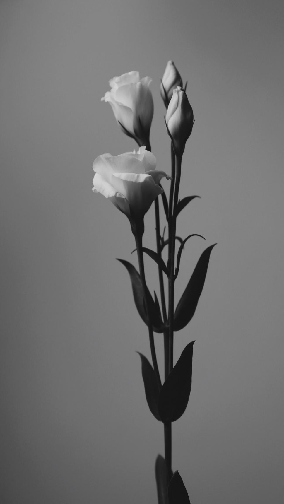 Free Image of Tulip Flowers with leave  