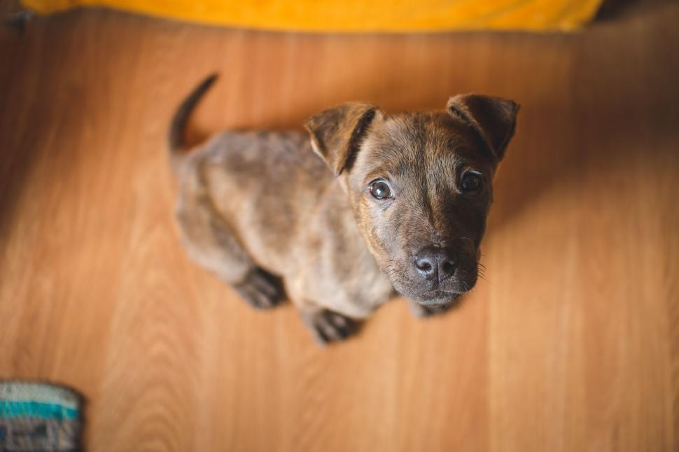Free Image of Brown puppy 