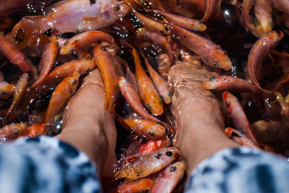 Free Image of Feet and Koi Fishes 