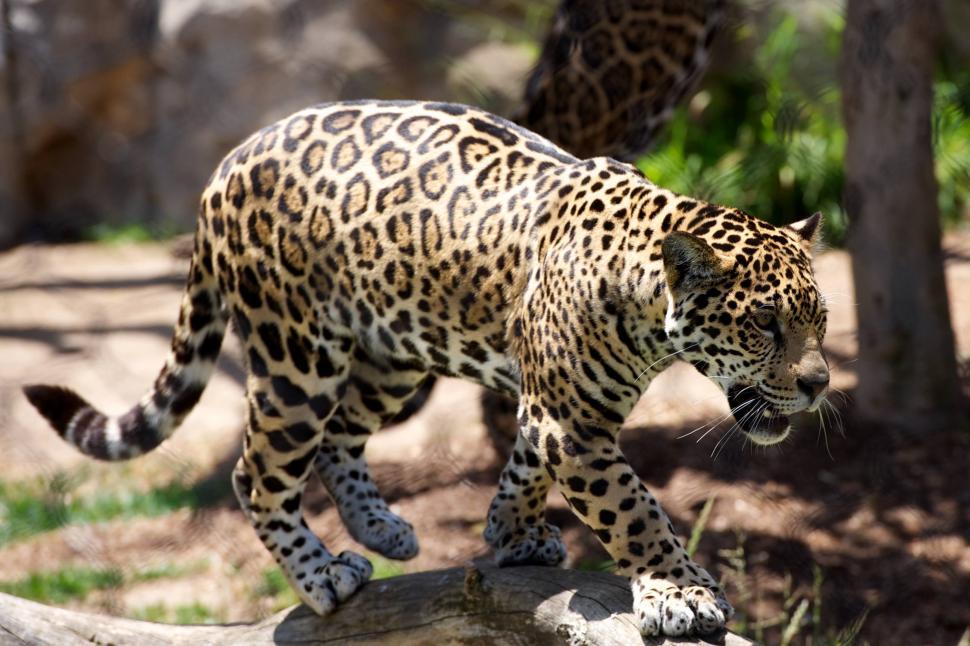 Free Image of Leopard on tree  
