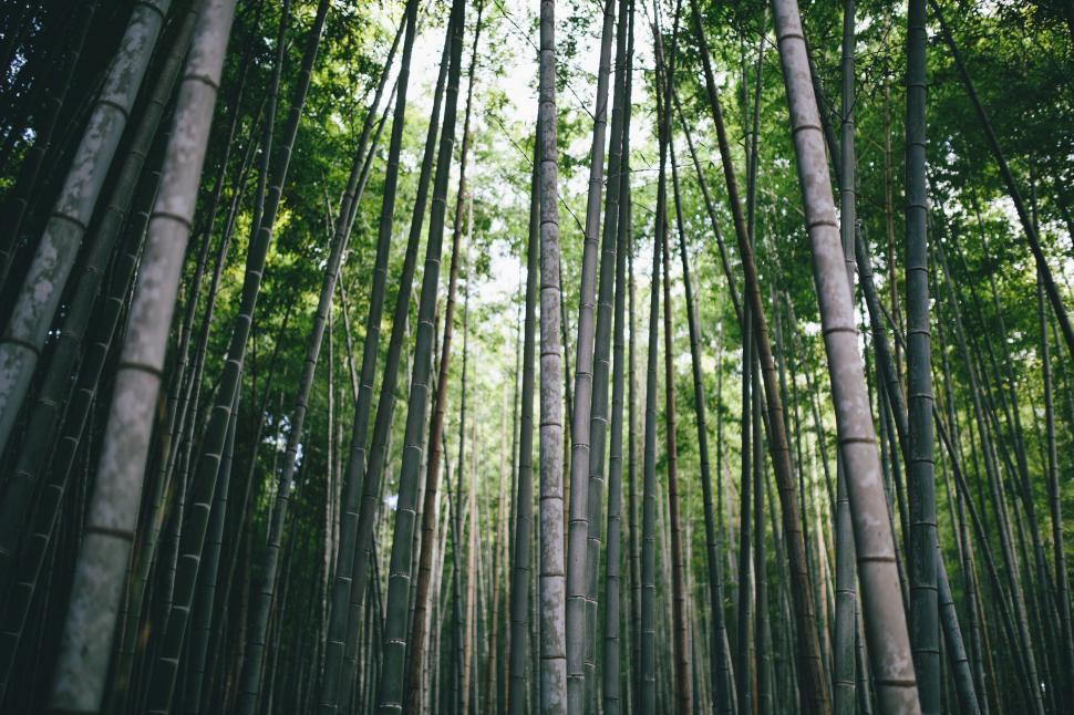 Free Image of Bamboo Forest  