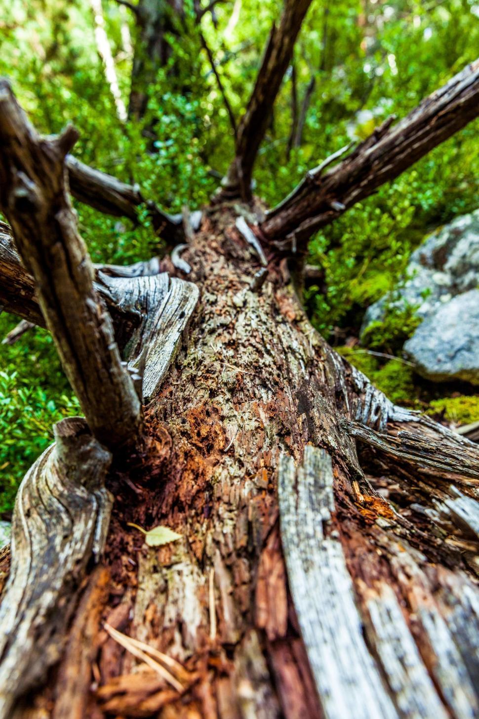 Free Image of Close up of Tree Trunk 