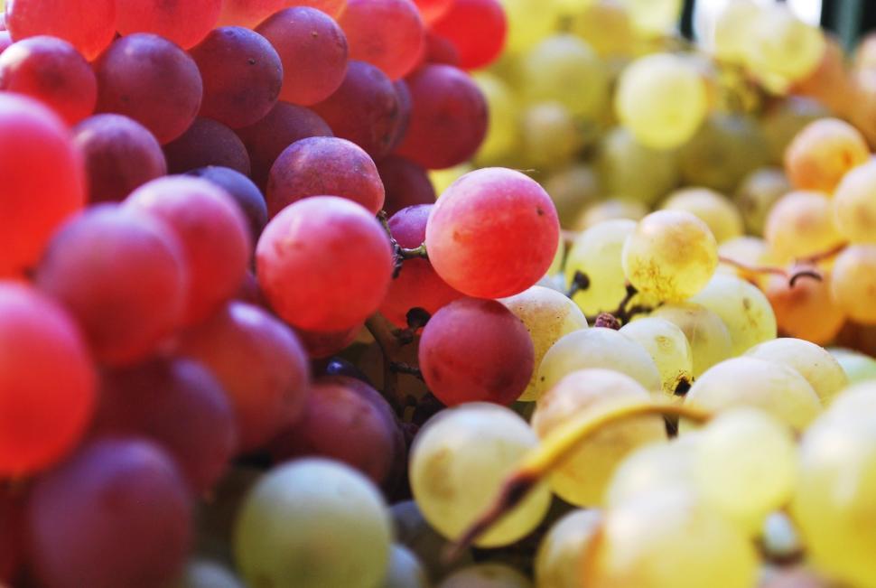 Free Image of Bunch of Grapes  