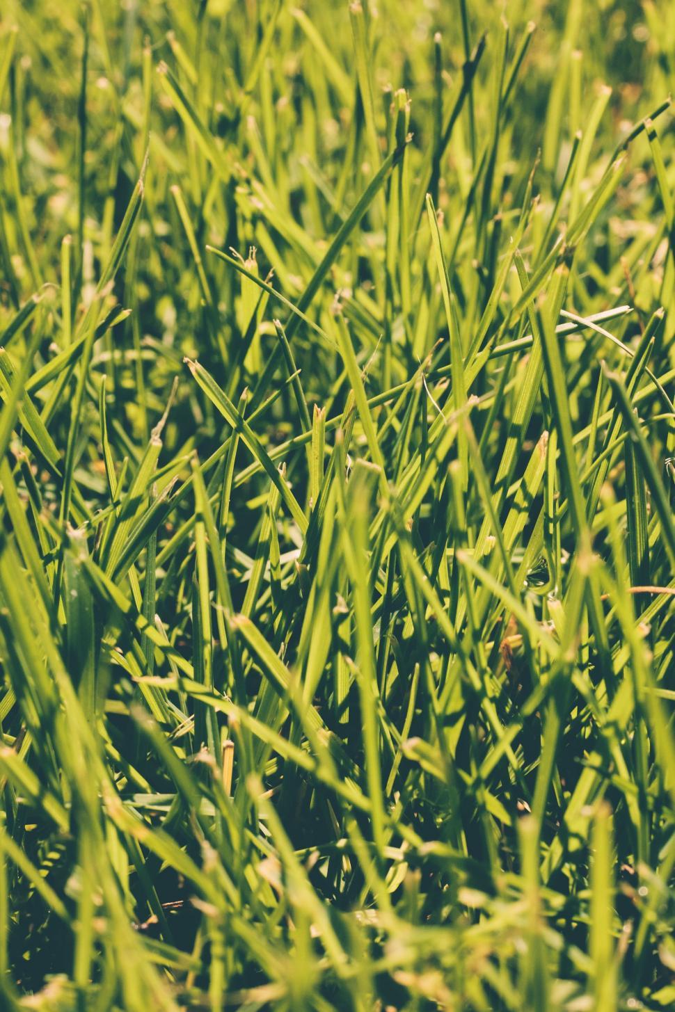 Free Image of Green grass 