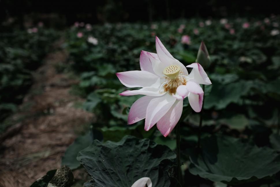 Free Image of White pink flower 