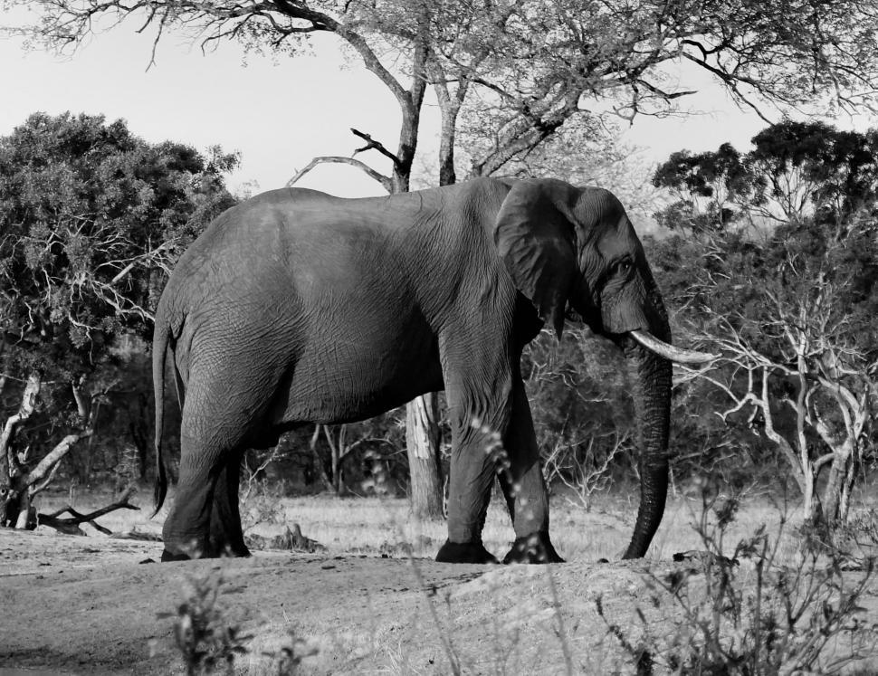 Free Image of Elephant with tusk 