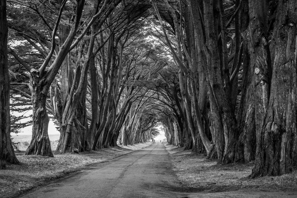 Free Image of Road with trees 