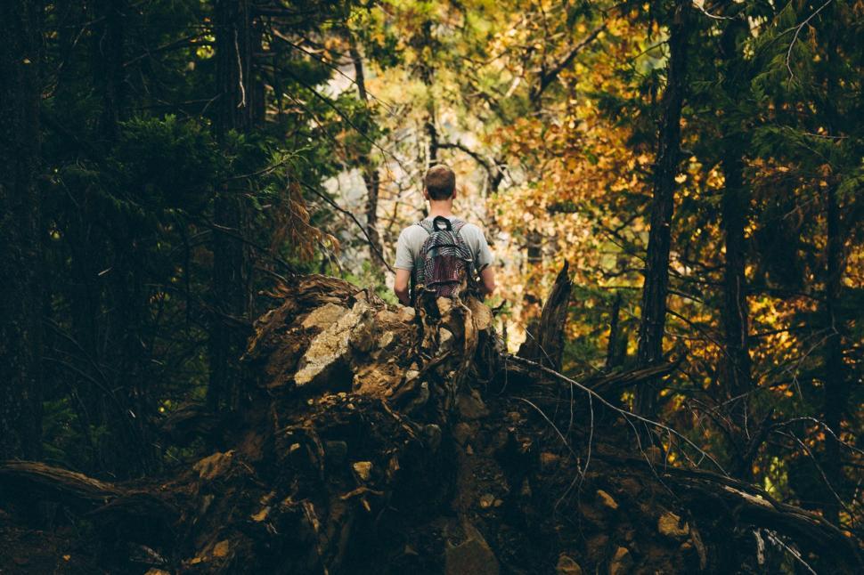 Free Image of Backside view of backpacker in forest  