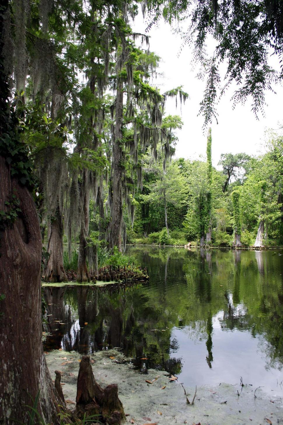 Free Image of Cypress trees in swamp 