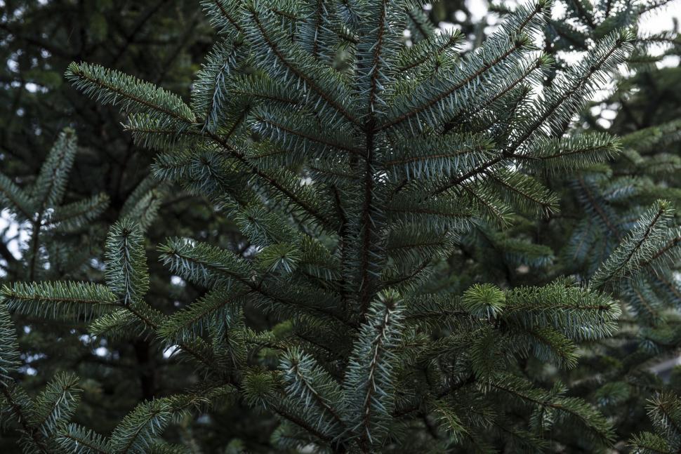 Free Image of Fir trees and needle like leaves 