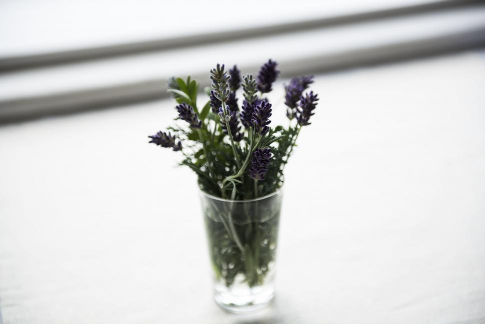 Free Image of Lavender Flowers in vase  