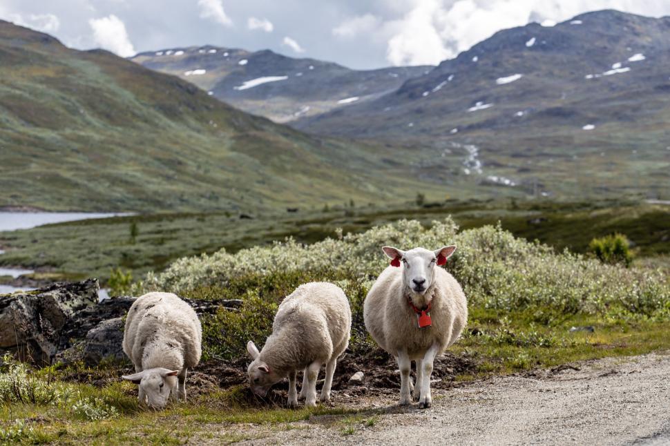 Free Image of Group of sheep on mountain 