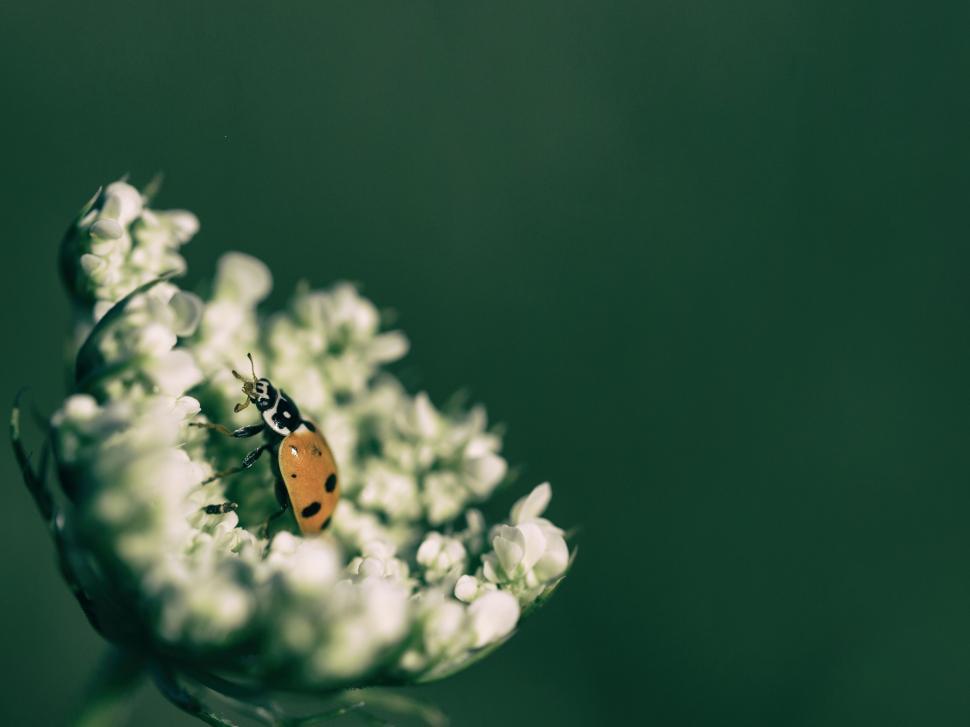 Free Image of Ladybird beetle 