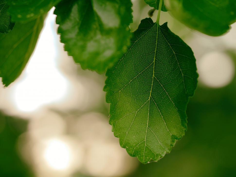 Free Image of Green Leaf - Detailing  
